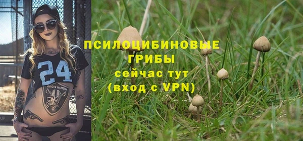шишки Дмитриев